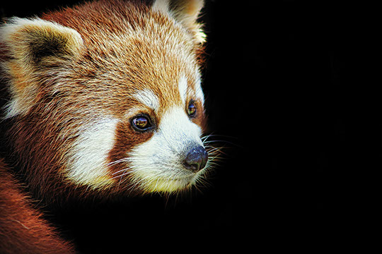 Amazon World - Isle of Wight - Educational School Trips