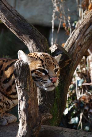 Amazon World - Isle of Wight - Educational School Trips