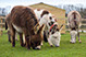 Donkey Sanctuary - Isle of Wight - Educational School Trips