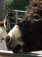 Donkey Sanctuary - Isle of Wight - Educational School Trips