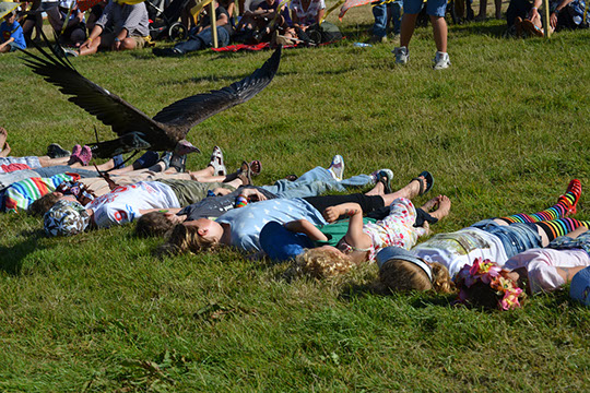 Haven Falconry - Isle of Wight - Educational School Trips