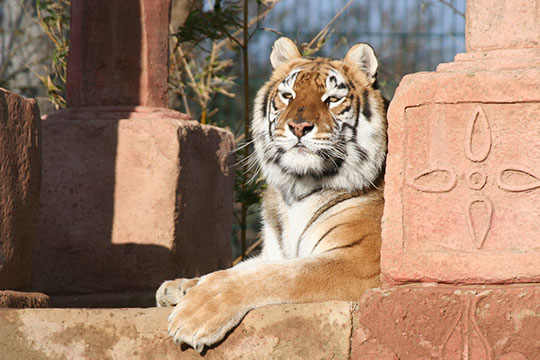 Isle of Wight Zoo - Isle of Wight - Educational School Trips