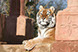 Isle of Wight Zoo - Isle of Wight - Educational School Trips