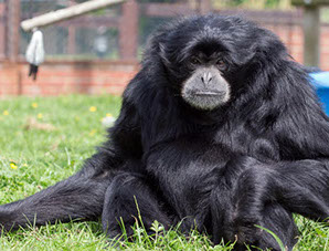 Owl and Monkey Haven - Isle of Wight - Educational School Trips