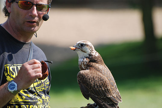 Owl and Falconry Centre, Appuldurcombe - Isle of Wight - Educational School Trips