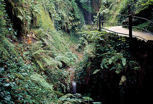 Shanklin Chine - Isle of Wight - Educational School Trips